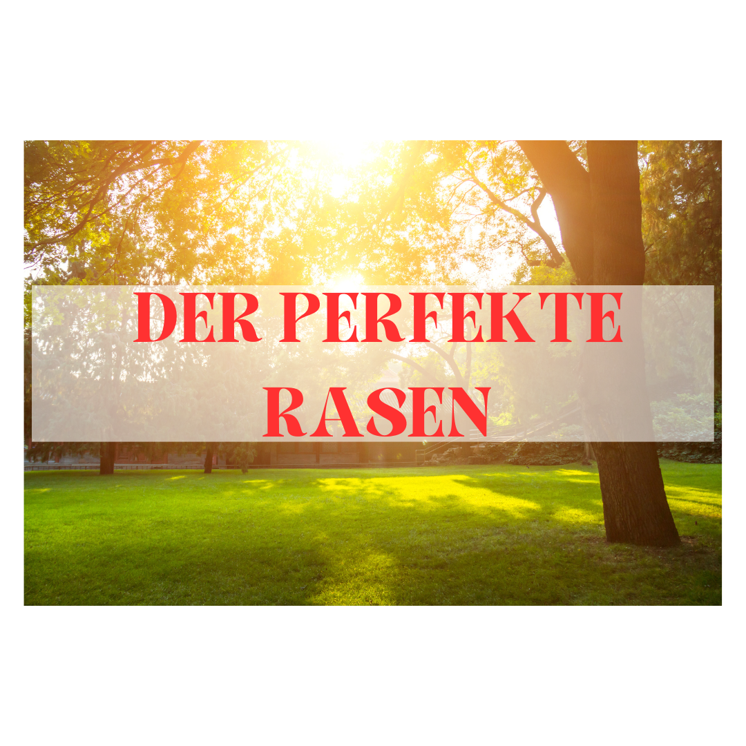 Tipps für einen perfekten Rasen mit Bauprofi 24