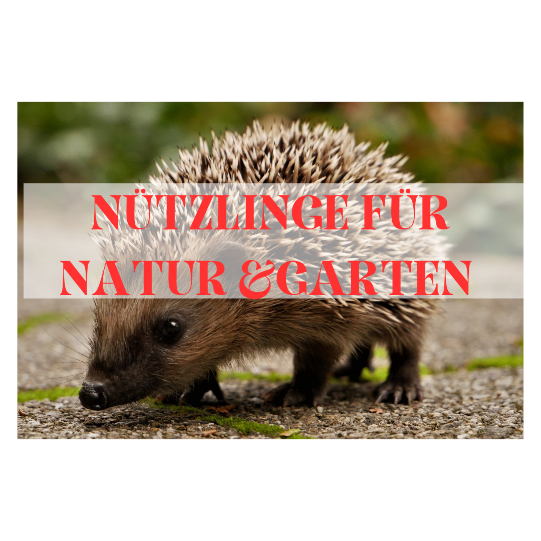 Einige unserer Nützlinge für den Garten und die Natur